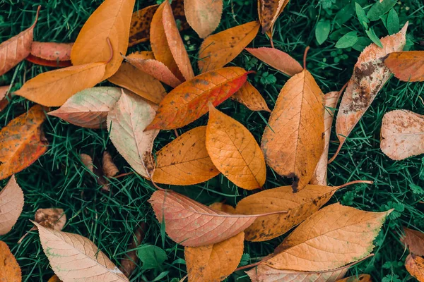 Gefallene Herbstblätter auf grünem Gras, Draufsicht. Stockfoto