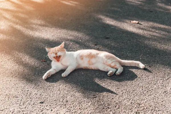 Rosso gatto carino è seduto sulla strada del parco e crogiolarsi sul sole autunnale . — Foto Stock