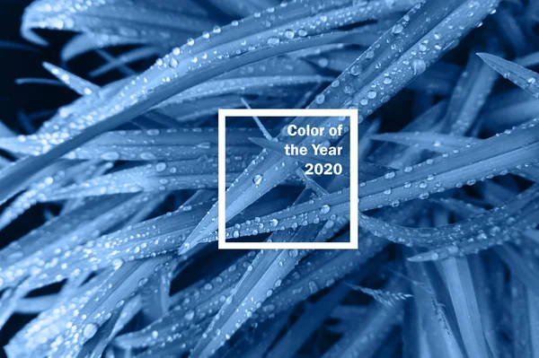 Φόντο από φρέσκα βρεγμένα φύλλα. Δημιουργικό και κυκλοθυμικό χρώμα της εικόνας, τονισμένο μπλε χρώμα. — Φωτογραφία Αρχείου