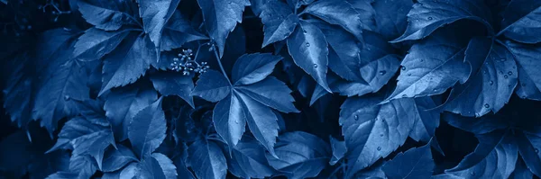 Banner made of fresh leaves, toned blue color, cropped. — Stockfoto