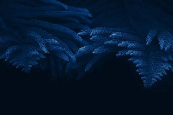 Fir tree branches toned blue background. Beautiful trendy background, 2020. — Stockfoto