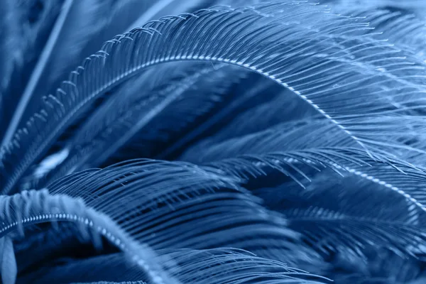 Tropical palm leaves toned blue background. Beautiful trendy background, 2020. — Stockfoto