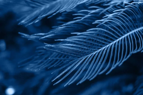 Tropical palm leaves toned blue background. Beautiful trendy background, 2020. — Stockfoto