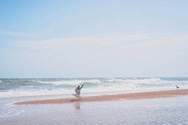 Mavi denizin kıyısında yürüyen martı. Sahildeki beyaz kuş martısı, doğal mavi su arka planına karşı..