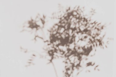 Bej duvardaki yaprakların gri botanik gölgeleri. Doğal sınır veya çerçeve soyut.