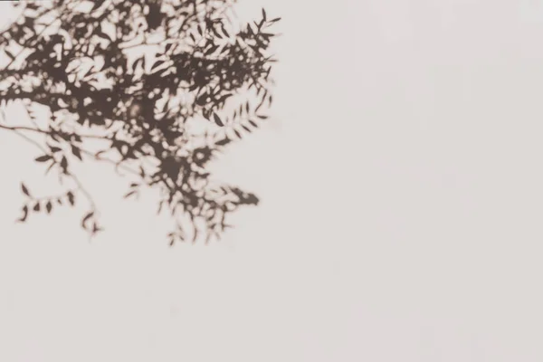 Grey botanical shadows of the leaves on beige wall background. Abstract natural border or frame. — ストック写真