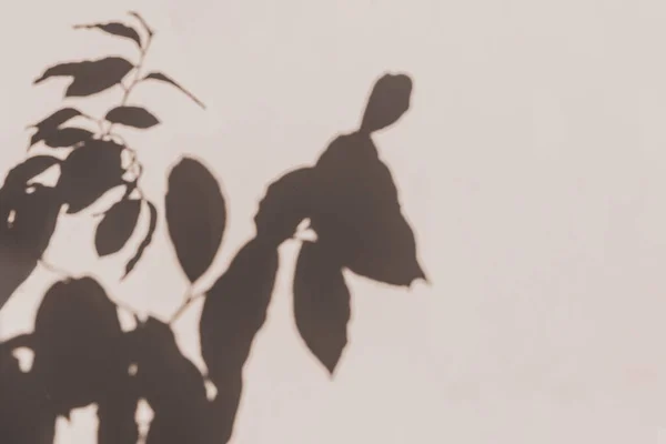 Сірі Ботанічні Тіні Листя Бежевому Тлі Стін Абстрактна Природна Рамка — стокове фото