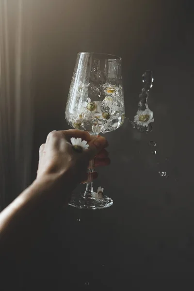 Vinho com flores de camomila e salpicos de água na mão . — Fotografia de Stock