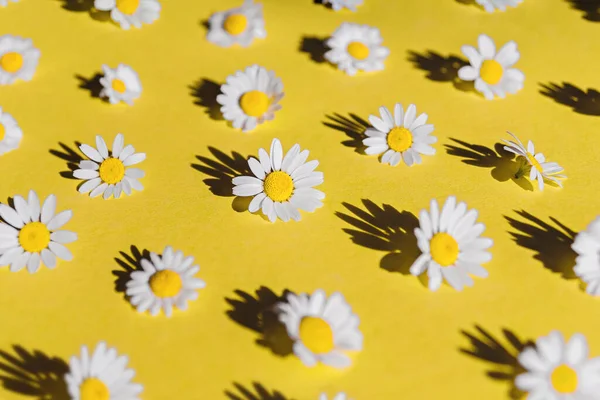 Kamille Kreatives Muster Auf Gelbem Hintergrund Mit Harten Schatten Ansicht — Stockfoto