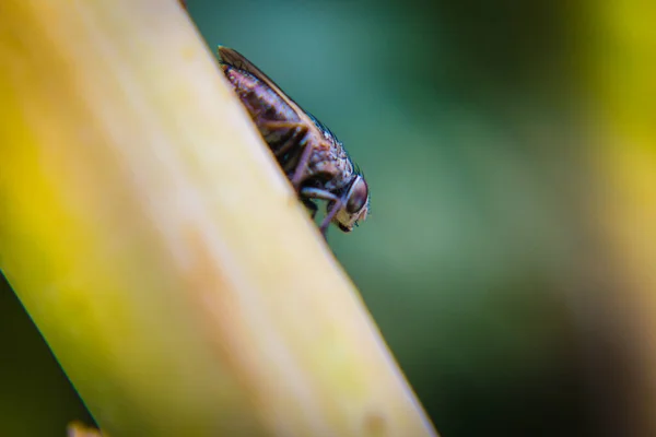 Macro picture of fly on the leaf — 스톡 사진