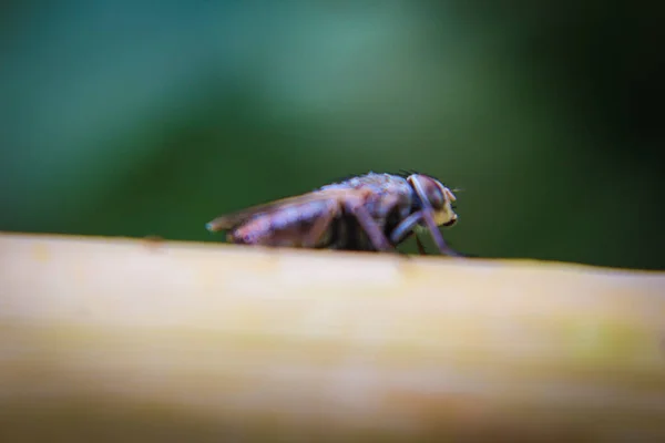 Μακρο εικόνα της μύγας στο φύλλο — Φωτογραφία Αρχείου