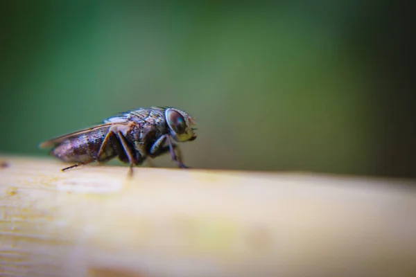 Макрокартина мухи на листе — стоковое фото