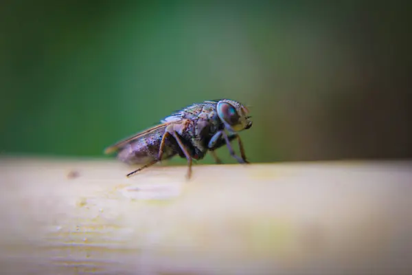 Macro picture of fly on the leaf — 스톡 사진