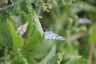 Kelebeklerin detaylarını kapat, bulanık bir arka planda çiçeklerin üzerindeki beyaz kelebekler, bir kelebek çiçeğe bal emiyor..