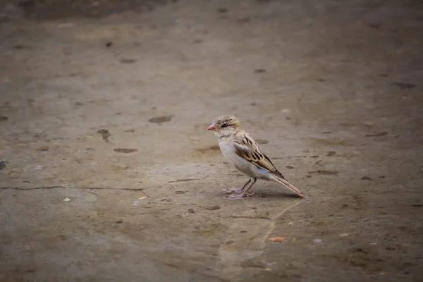 Sparrow manteve-se firme e à procura de comida — Fotografia de Stock