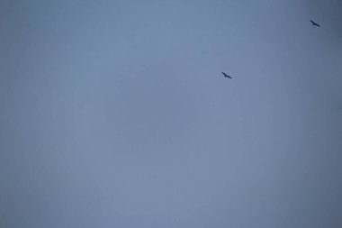 Mavi gökyüzünde uçan kuşlar 