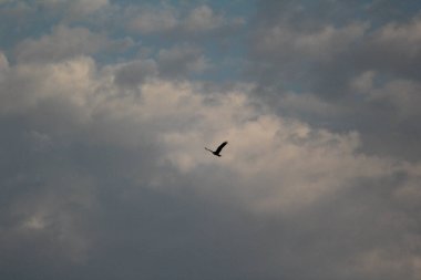 Mavi gökyüzünde uçan kuşlar