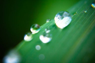 Yaprak üzerine yağmur damlaları, Yeşil Yaprak Arkaplanı