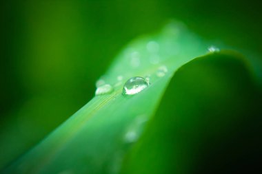 Yaprak üzerine yağmur damlaları, Yeşil Yaprak Arkaplanı