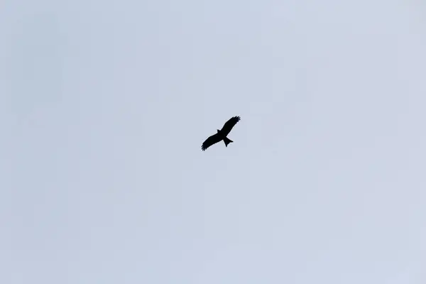 Pájaros Volando Cielo Azul —  Fotos de Stock