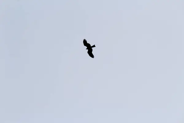 Oiseaux Volant Dans Ciel Bleu — Photo