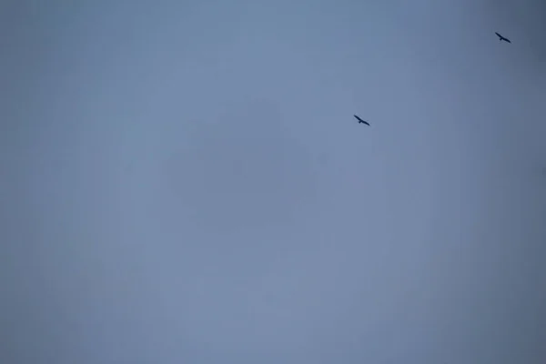 Pájaros Volando Cielo Azul —  Fotos de Stock