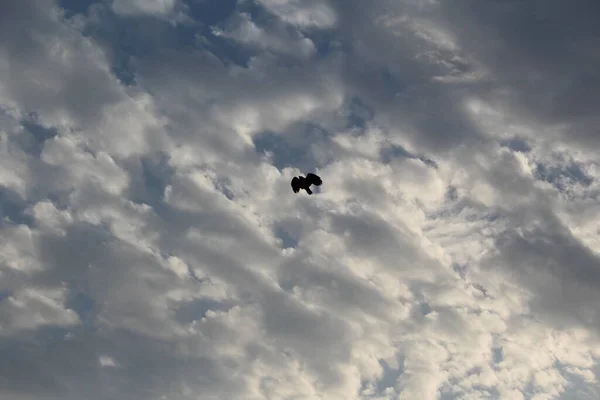 Pájaros Volando Cielo Azul —  Fotos de Stock