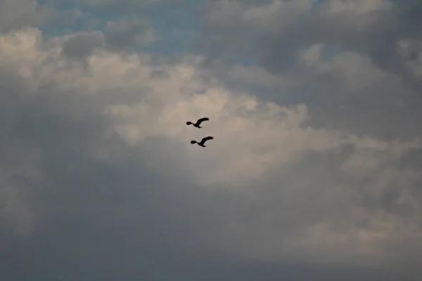 Pássaros Voando Céu Azul — Fotografia de Stock