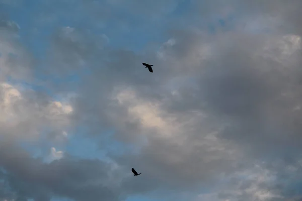 Mavi Gökyüzünde Uçan Kuşlar — Stok fotoğraf