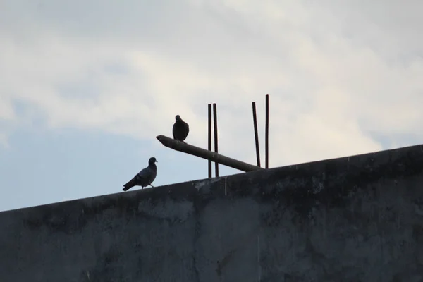 Binanın Çatısındaki Güvercin Silueti — Stok fotoğraf