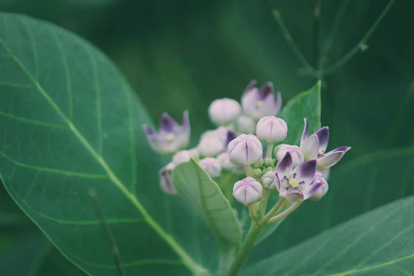 Lähikuva Milkweed — kuvapankkivalokuva