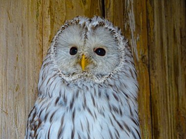 Hayvanat bahçesindeki dalgın beyaz baykuş