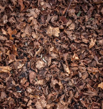 Sonbaharın sonlarında renkli yaprakların renkli arkaplanı