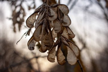 Akçaağaç kanatlı tohumlar, günbatımında bir sonbahar günü yakın çekim