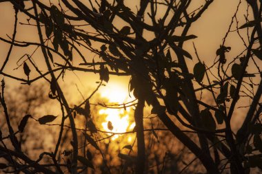Güzel arka plan. Alçak açılı bir bakış açısı siyah siyah bir ağacın siluetinde sarı bir gökyüzüne karşı alçak güneş batarken batıyor..