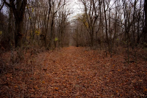 Herfstbos. Landschap met wazig bewolkt herfstbos. Droge bladeren op de voorgrond. Trail omringd door oude bomen. — Stockfoto