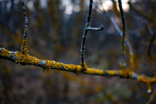 Hypogymnia physodes και Xanthoria parietina κοινή λειχήνες πορτοκαλιού, κίτρινη κλίμακα, λειχήνες της θάλασσας και λειχήνες της ακτής που αναπτύσσονται σε ένα κλαδί ενάντια σε ένα σκοτεινό δάσος — Φωτογραφία Αρχείου