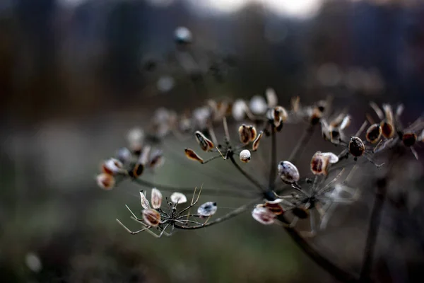 Cialde di semi di fiori selvatici essiccati che crescono in una foresta primo piano su uno sfondo di una foresta scura sfocata . — Foto Stock