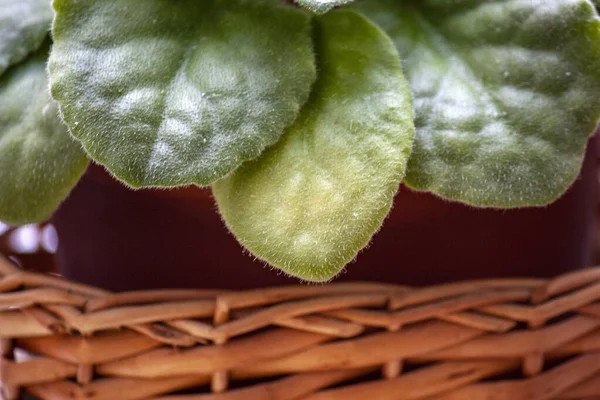 Chlupaté zelené listy vnitřních rostlin, detailní záběr — Stock fotografie