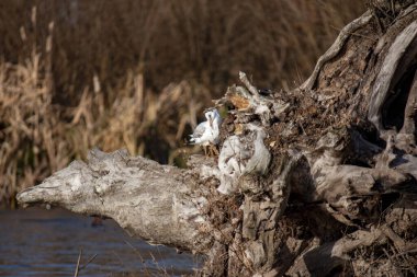 Nehir kıyısındaki martı. Yakın plan, sonbahar nehir kıyısının arka planında eski bir kütüğün üzerinde oturuyor..