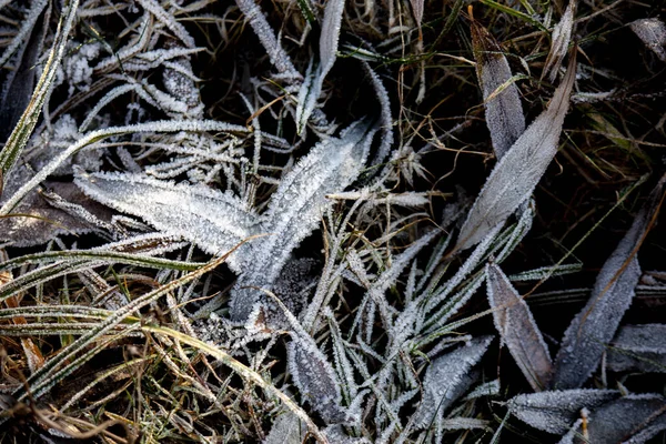 Mrożone liście z trawą w lodowym zbliżeniu. mroźne tło. — Zdjęcie stockowe