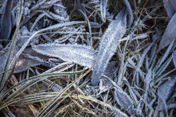 Foglie congelate con erba nel ghiaccio primo piano. sfondo gelido . — Foto Stock
