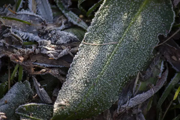 Feuilles gelées avec de l'herbe en gros plan sur la glace. fond givré . — Photo