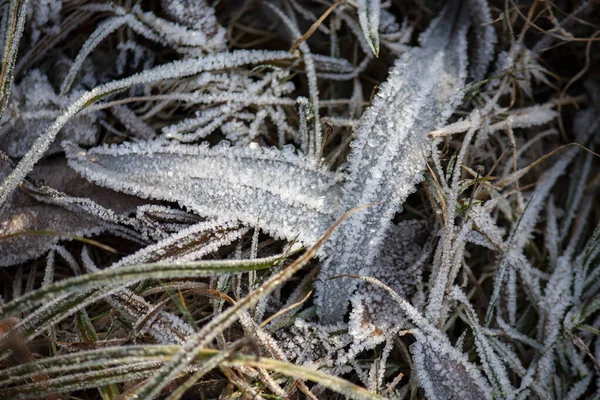 Feuilles gelées avec de l'herbe en gros plan sur la glace. fond givré . — Photo