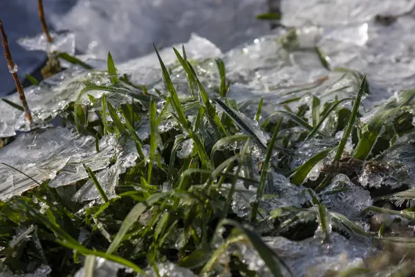Mrożone liście z trawą w lodowym zbliżeniu. mroźne tło. — Zdjęcie stockowe