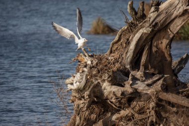 Bir martı nehrin üzerinde uçar ve büyük bir kütüğe oturmaya çalışır..