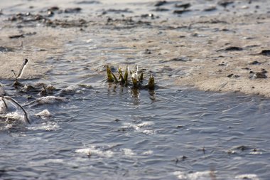Donmuş yapraklar ve buzun içinde çimenler. Soğuk arkaplan.