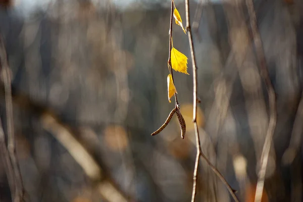 Abstraktní podzimní pozadí. Birch větve s listy na konci podzimu. — Stock fotografie