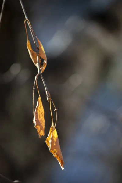 要約秋の背景。晩秋に葉を持つ白樺の枝. — ストック写真