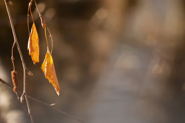 Abstraktní podzimní pozadí. Birch větve s listy na konci podzimu. — Stock fotografie